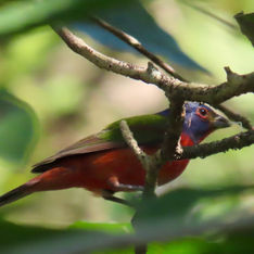 Painted Bunting (Passerina ciris) - Male