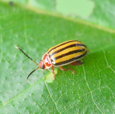 Flea Beetles (Kuschelina tenuilineata)