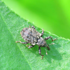 Conotrachelini - Molytinae Weevil