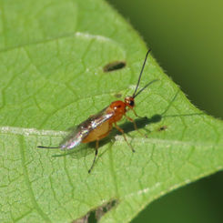 Braconid Wasp