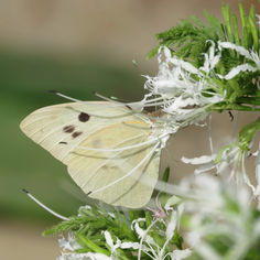 Giant White (Ganyra josephina)