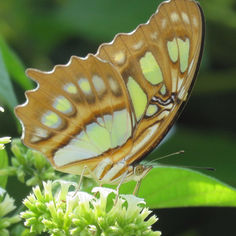 Malachite (Siproeta stelenes)