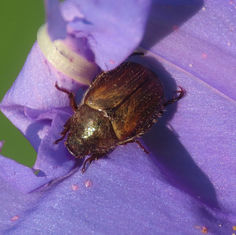 Anomalini Chafer Beetle