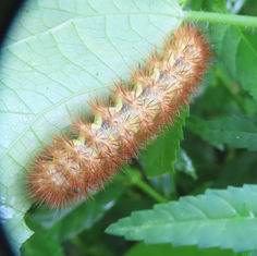 Genus Hypercompe - Tiger Moth - Caterpillar