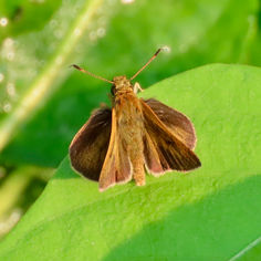 Redundant Skipper (Corticea corticea)