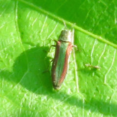 Agrilus rubrovittatus