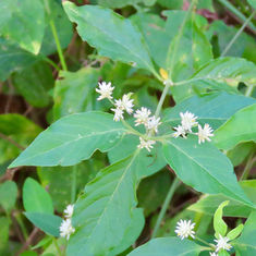 Gomphrena Weed (Gomphrena serrata)