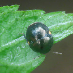 Ebony Bugs (Genus Galgupha)