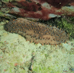 Brown Sea Cucumber (Isostichopus fuscus)