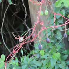 Passiflora viridiflora