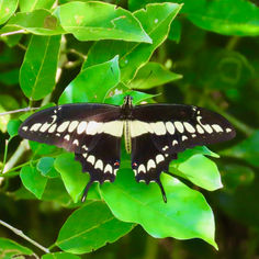 Thoas Swallowtail (Papilio thoas)