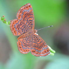 Genus Calephelis - Metalmark Butterfly