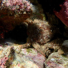 Decorator Crab