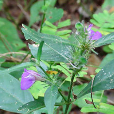 Runyon's Water Willow (Justicia runyonii)