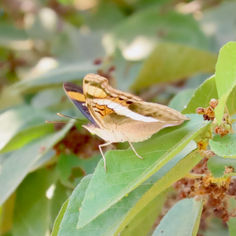 Silver Emperor (Doxocopa laure) - Male