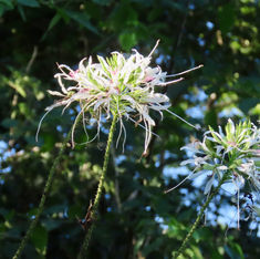 Pom Pom Orchid Tree (Bauhinia divaricata)