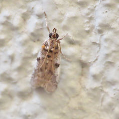 Oecleus Planthopper