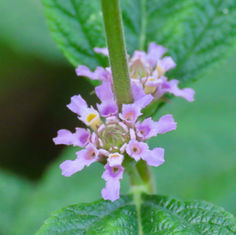 Bushy Lippia (Lippia alba)