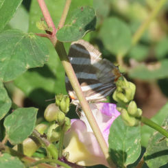 Zebra-striped Hairstreak (Panthiades bathildis)