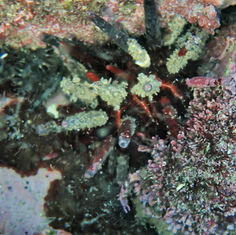 Slate Pencil Urchin (Eucidaris thouarsii)