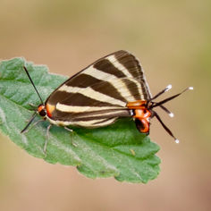 Zebra-striped Hairstreak (Panthiades bathildis)