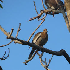 White-winged Dove (Zenaida asiatica)