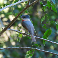 Rose-throated Becard (Pachyramphus aglaiae) - Male