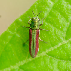 Agrilus rubrovittatus
