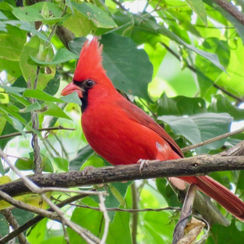 Northern Cardinal (Cardinalis cardinalis) - Male