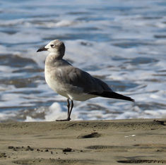 Laughing Gull (Leucophaeus atricilla)