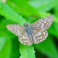 Tropical Checkered Skipper (Burnsius oileus)