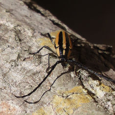 Sphaenothecus trilineatus - Longhorn Beetle