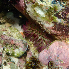 Cortez Sea Anemone (Bunodosoma californicum)