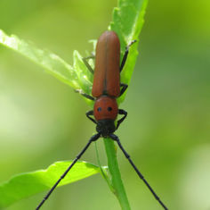 Tylosis oculatus - Longhorn Beetle