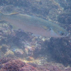 Common Mullets (Genus Mugil)