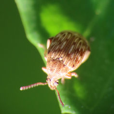 Pea and Bean Weevil (Genus Acanthoscelides)