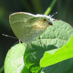White Scrub-Hairstreak (Strymon albata)