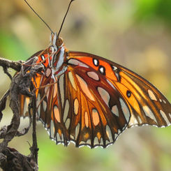 Gulf Fritillary (Agraulis vanillae)