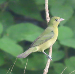 Painted Bunting (Passerina ciris) - Female