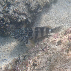 Giant Hawkfish (Cirrhitus rivulatus)