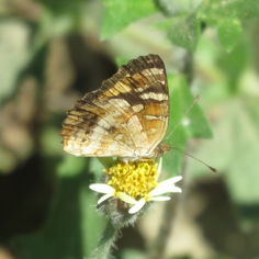 Orange-patched Crescent (Anthanassa drusiila)