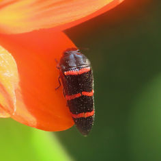 Acmaeodera trizonalis