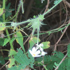 Balsam Apple (Genus Echinopepon)