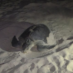 Olive Ridley Sea Turtle (Lepidochelys olivacea)