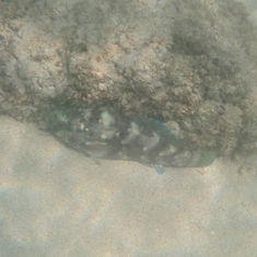Starry Grouper (Epinephelus labriformis)