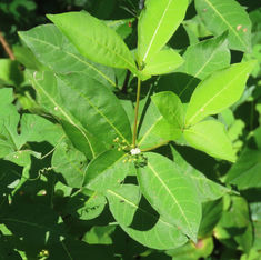Be Still Tree (Rauvolfia tetraphylla)