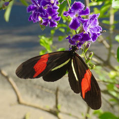 Red Postman (Heliconius erato)