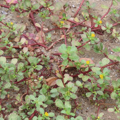 Portulaca oleracea (Common Purslane)