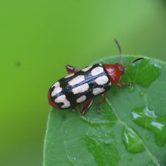 Disonycha scriptipennis