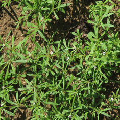 Green Carpetweed (Mollugo verticillata)